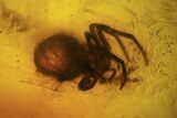 Fossil Spider (Araneae) In Baltic Amber #109477-2